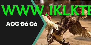 Đá Gà Trực Tiếp - Ưu đãi đặc biệt